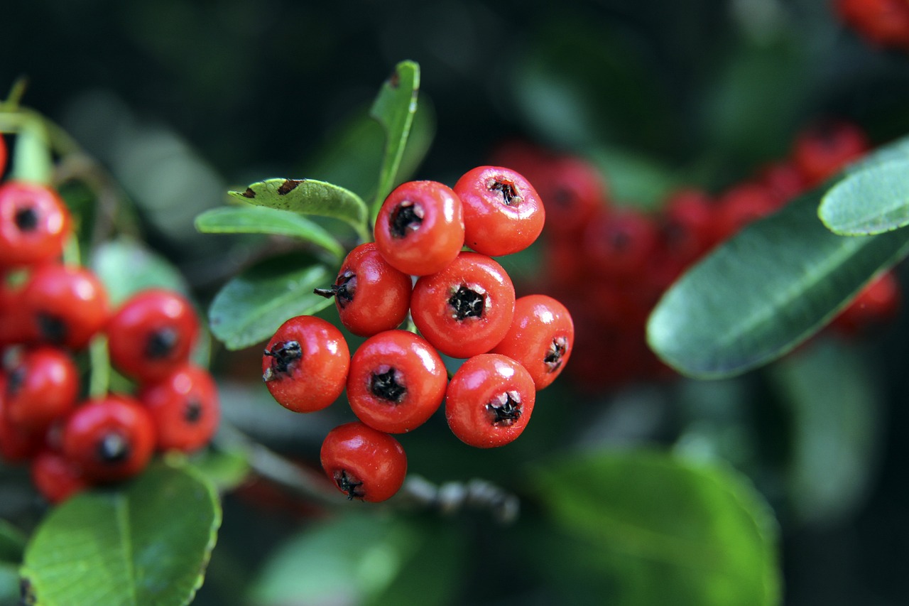 的豪取突破 的豪取突破